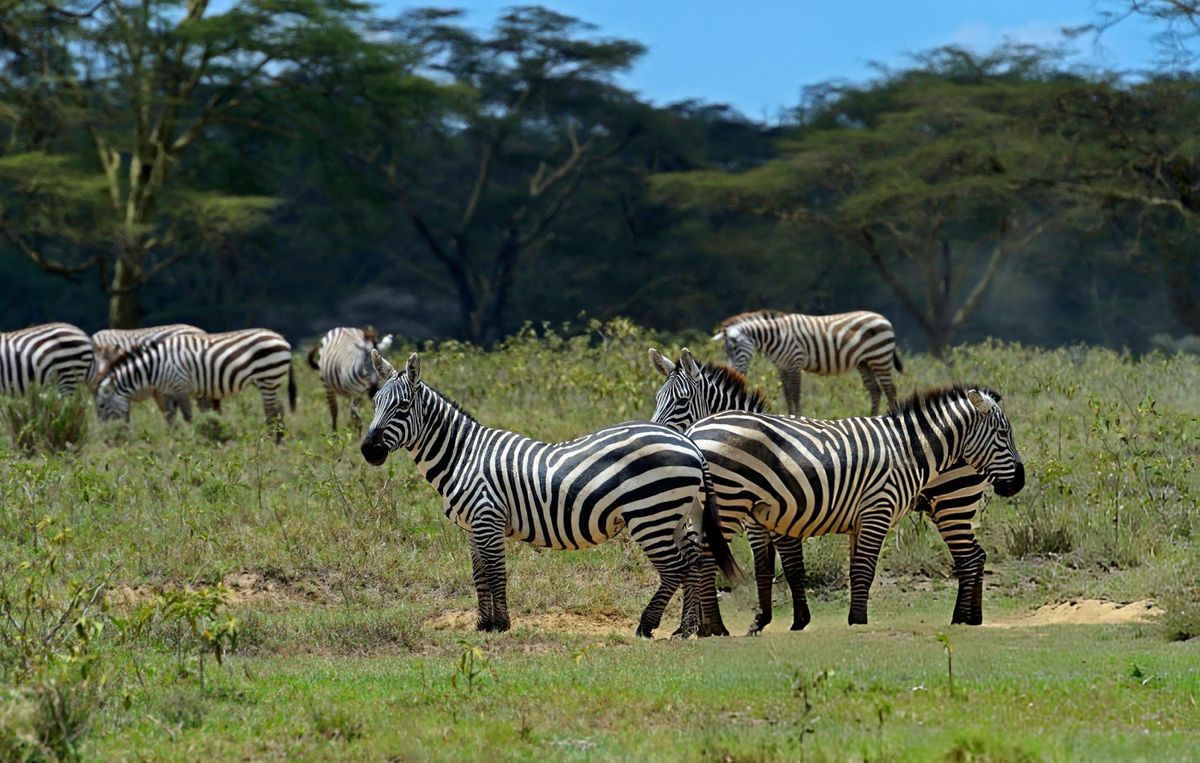 Zebra Herds